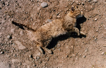 Cat in dust