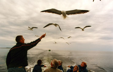 Feeding birds