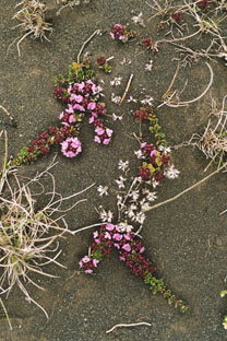 Skaftafell detail   I