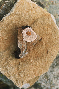 Skaftafell detail   II