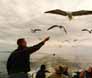 Feeding birds